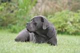 CANE CORSO 1314